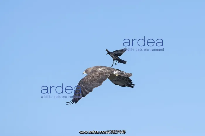 : Swainson's Hawk - Buteo swainsoni - Adult in flight : Swainson's Hawk - Buteo swainsoni - Adult in flight