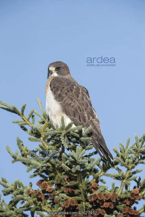 : Swainson's Hawk - Buteo swainsoni - Adult perched : Swainson's Hawk - Buteo swainsoni - Adult perched