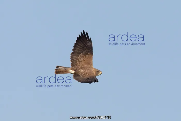 : Swainson's Hawk - in flight : Swainson's Hawk - in flight