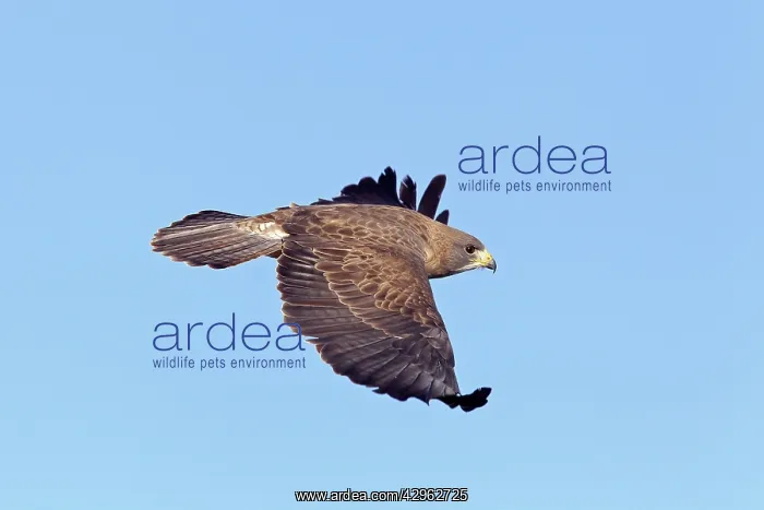 : Swainson's Hawk - in flight : Swainson's Hawk - in flight