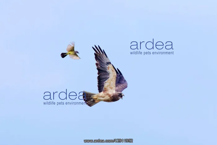 : Swainson's Hawk - being mobbed by western kingbird : Swainson's Hawk - being mobbed by western kingbird