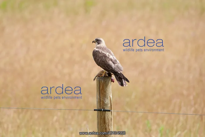 : Swainson's Hawk with prey : Swainson's Hawk with prey