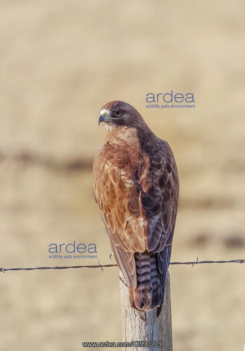 : Swainson's Hawk - sitting on fence post in early summer - Ju : Swainson's Hawk - sitting on fence post in early summer - Ju