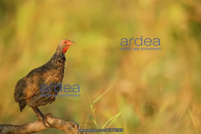 : Swainsons Spurfowl : Swainsons Spurfowl