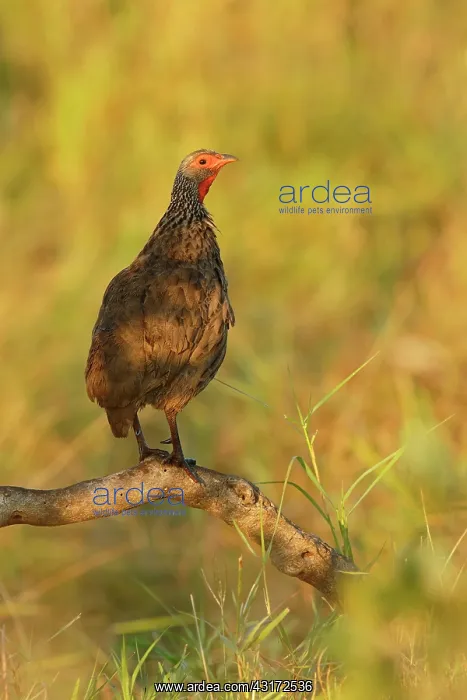 : Swainsons Spurfowl : Swainsons Spurfowl
