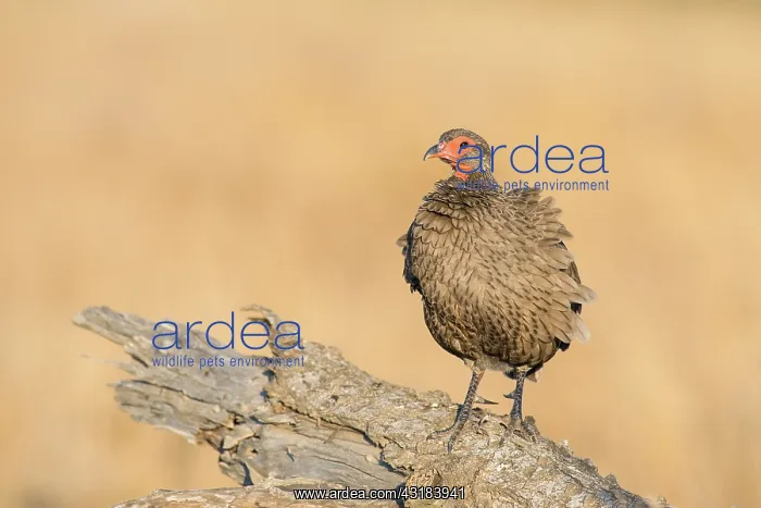 : Swainsons Spurfowl : Swainsons Spurfowl