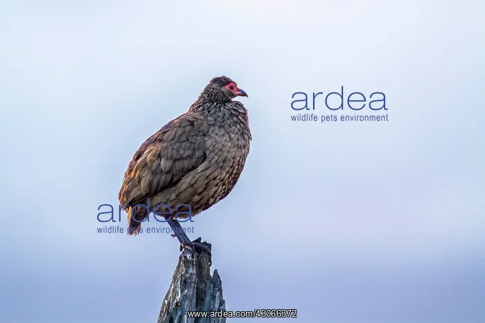 : Swainson's Spurfowl in Kruger National park : Swainson's Spurfowl in Kruger National park