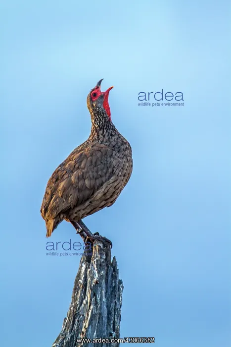  : Swainson's Spurfowl in Kruger National park