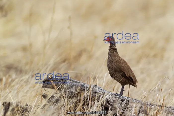 : Swainson's Spurfowl / Swainson's Francolin : Swainson's Spurfowl / Swainson's Francolin
