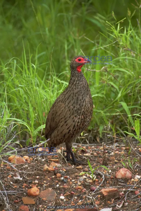 : Swainson's Spurfowl or Swainson's Francolin : Swainson's Spurfowl or Swainson's Francolin