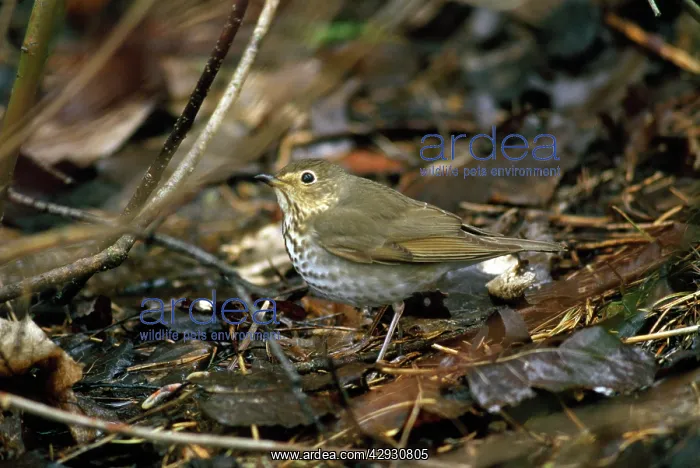 : Swainsons Thrush : Swainsons Thrush
