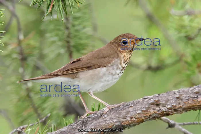 : Swainson's Thrush : Swainson's Thrush