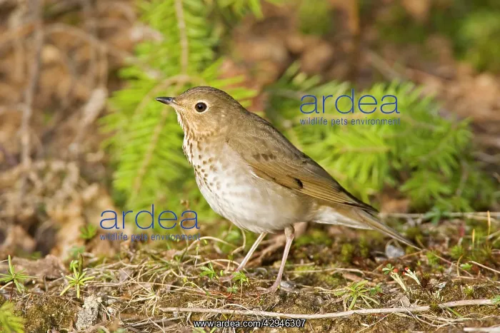 : Swainson's Thrush : Swainson's Thrush