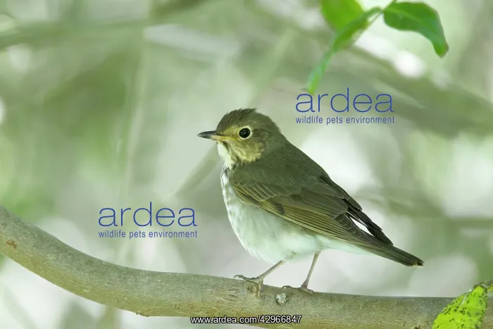 : Swainson's Thrush