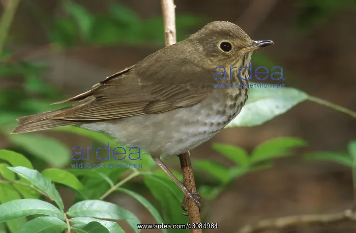 : Swainson's Thrush : Swainson's Thrush