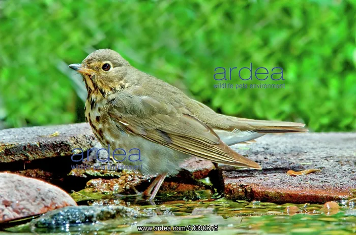 : Swainson's Thrush : Swainson's Thrush