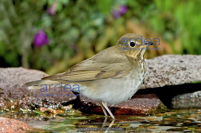 : Swainson's Thrush : Swainson's Thrush