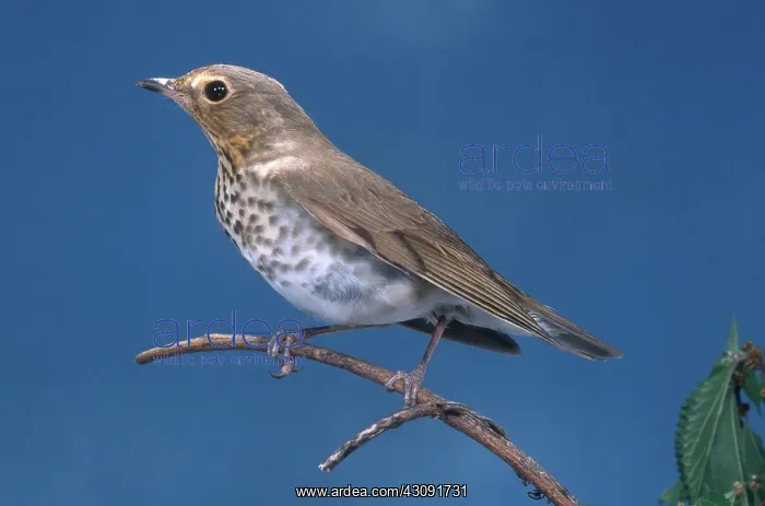 : Swainson's Thrush : Swainson's Thrush