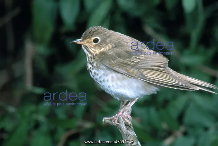 : Swainson's Thrush : Swainson's Thrush
