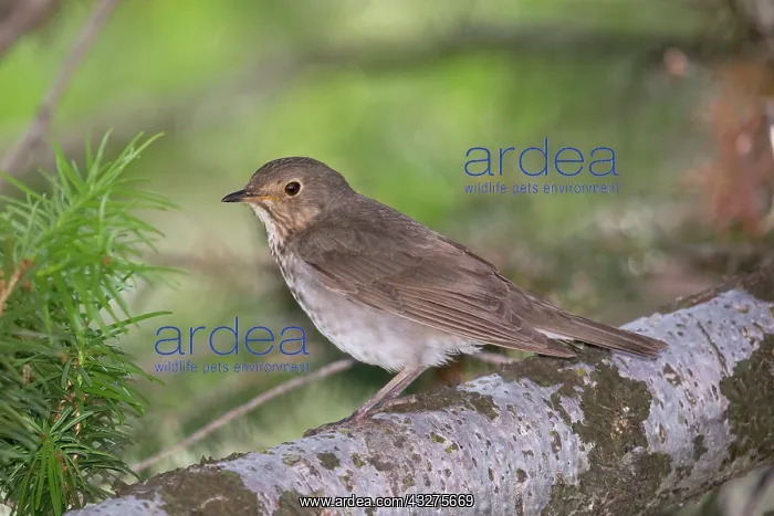 : Swainsons Thrush, Catharus ustulatus. In Glacier National P : Swainsons Thrush, Catharus ustulatus. In Glacier National P