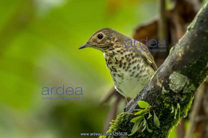 : Swainson's Thrush (Catharus ustulatus) Natural : Swainson's Thrush (Catharus ustulatus) Natural