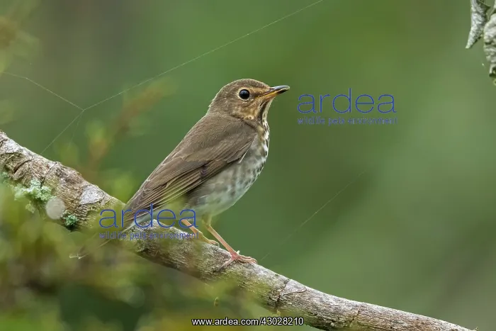 : Swainson's Thrush / Olive-backed Thrush, Cueva : Swainson's Thrush / Olive-backed Thrush, Cueva