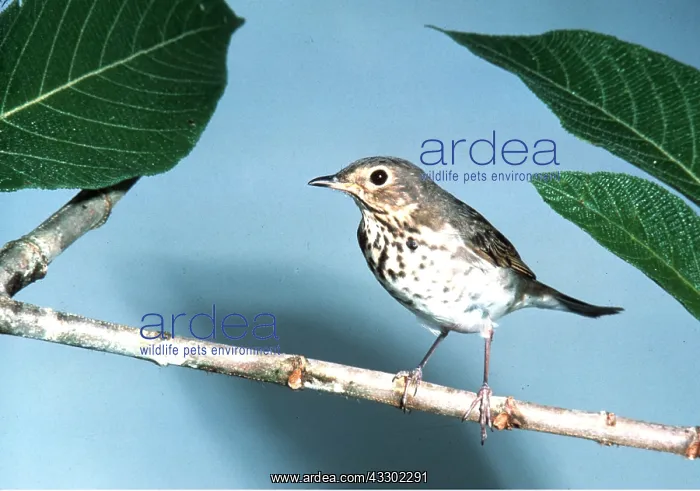 : SWAINSON'S THRUSH - perched on branch : SWAINSON'S THRUSH - perched on branch