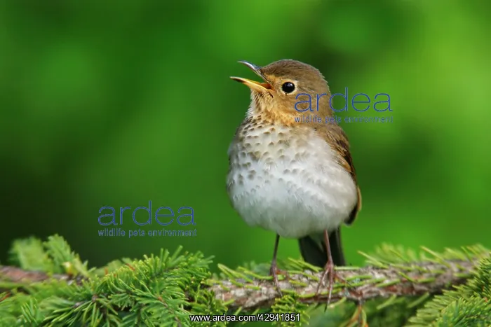 : Swainson's Thrush - singing : Swainson's Thrush - singing