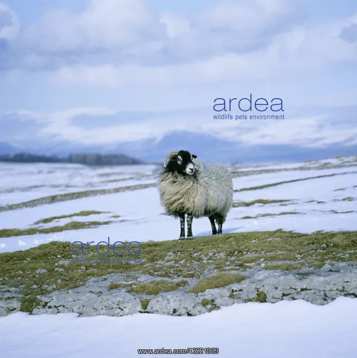 : Swaledale Ewe : Swaledale Ewe