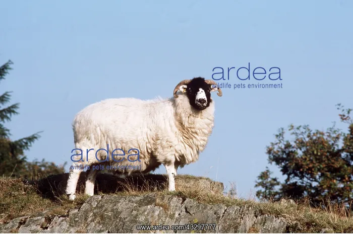 : SWALEDALE SHEEP : SWALEDALE SHEEP
