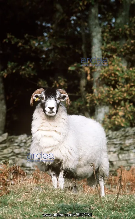 : SWALEDALE SHEEP : SWALEDALE SHEEP