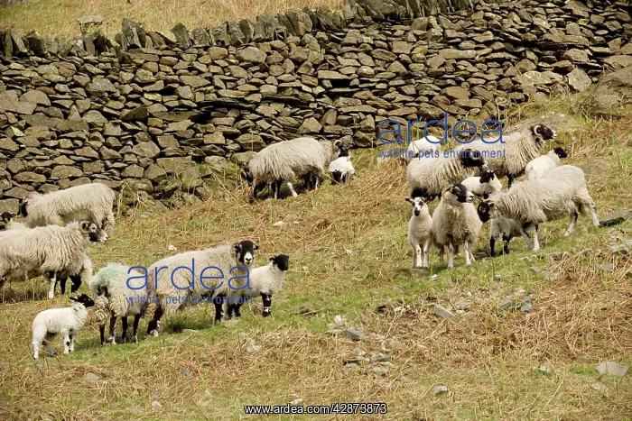 : Swaledale sheep, ewes and lambs in upland Lake District : Swaledale sheep, ewes and lambs in upland Lake District