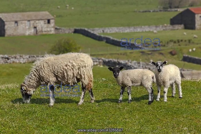 : Swaledale Sheep - grazing Swaledale ewe with two : Swaledale Sheep - grazing Swaledale ewe with two