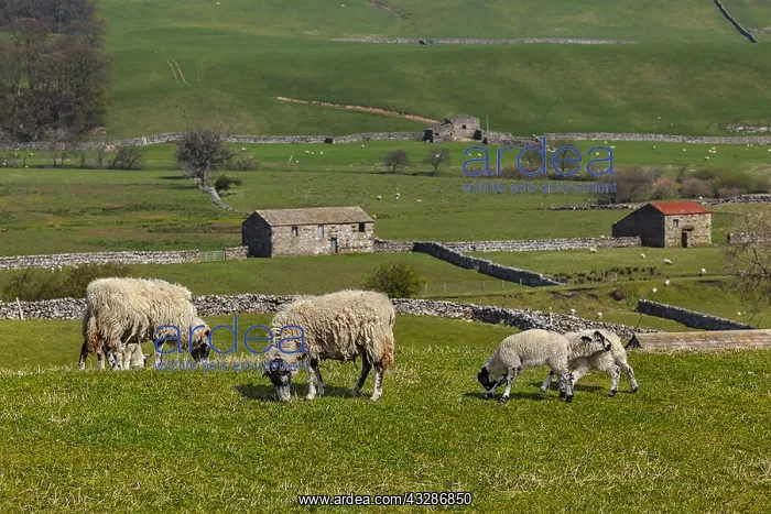 : Swaledale Sheep - grazing Swaledale ewes with lambs : Swaledale Sheep - grazing Swaledale ewes with lambs
