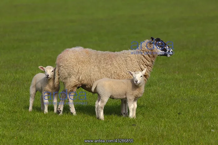 : Swaledale Sheep - Swaledale ewe with two lambs on