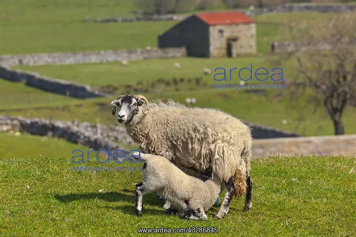 : Swaledale Sheep - Swaledale ewe nursing her lamb : Swaledale Sheep - Swaledale ewe nursing her lamb