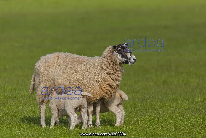 : Swaledale Sheep - Swaledale ewe nursing two lambs : Swaledale Sheep - Swaledale ewe nursing two lambs