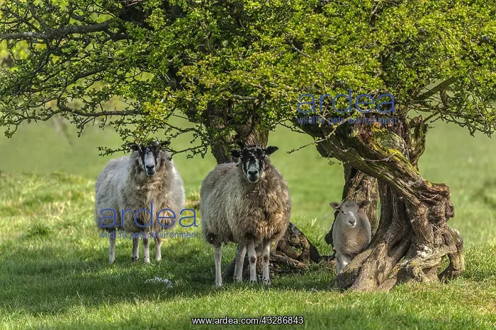 : Swaledale Sheep - two Swaledale ewes with lamb standing : Swaledale Sheep - two Swaledale ewes with lamb standing