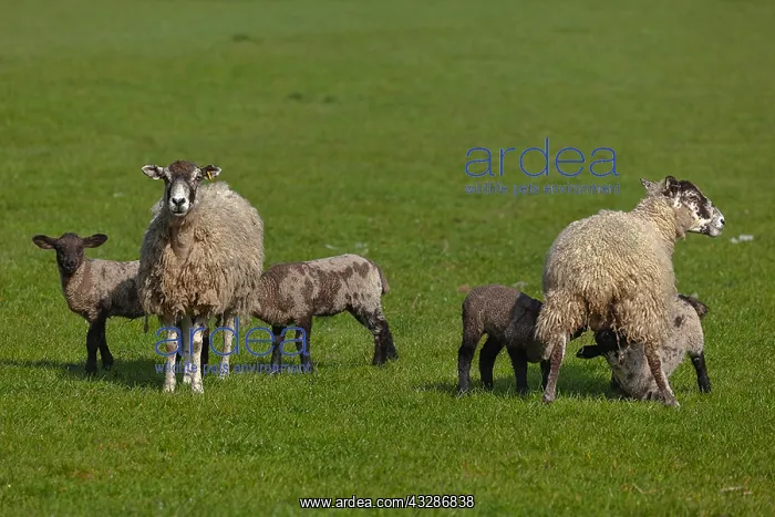 : Swaledale Sheep - two Swaledale ewes nursing lambs : Swaledale Sheep - two Swaledale ewes nursing lambs