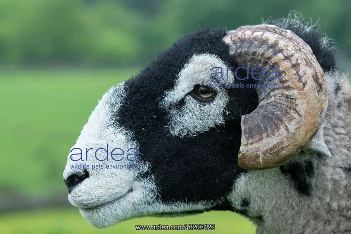 : Swaledale sheep, Swaledale ram, purebred, domestic : Swaledale sheep, Swaledale ram, purebred, domestic