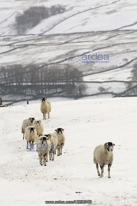 : Swaledale Sheep, Swaledale Sheep, purebred, domestic : Swaledale Sheep, Swaledale Sheep, purebred, domestic