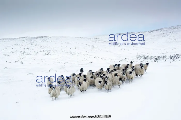 : Swaledale Sheep, Swaledale Sheep, Swaledale Sheep : Swaledale Sheep, Swaledale Sheep, Swaledale Sheep