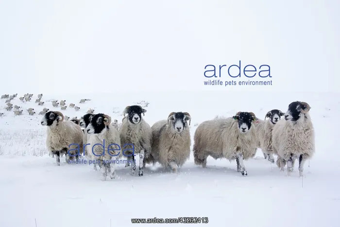 : Swaledale Sheep, Swaledale Sheep, Swaledale Sheep : Swaledale Sheep, Swaledale Sheep, Swaledale Sheep