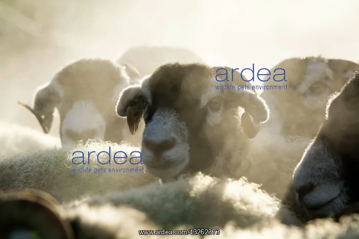 : Swaledale, Swaledale sheep, purebred, domestic : Swaledale, Swaledale sheep, purebred, domestic