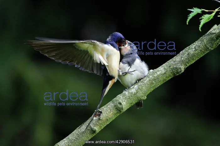 : Swalllows - Parent bird feeding young bird on the wing : Swalllows - Parent bird feeding young bird on the wing