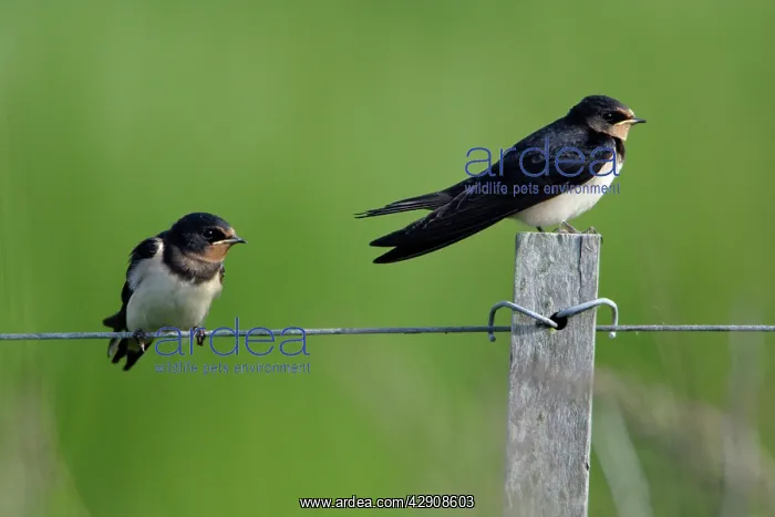 : Swallow - 2 juvenile birds on fence, waiting to : Swallow - 2 juvenile birds on fence, waiting to