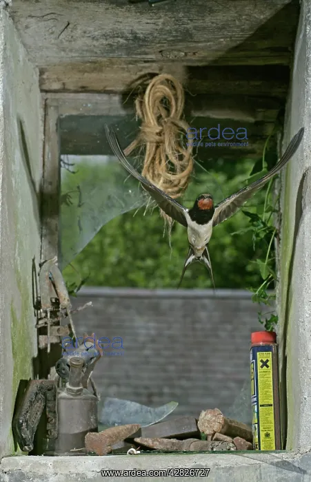 : Swallow / Barn swallow - entering barn through : Swallow / Barn swallow - entering barn through