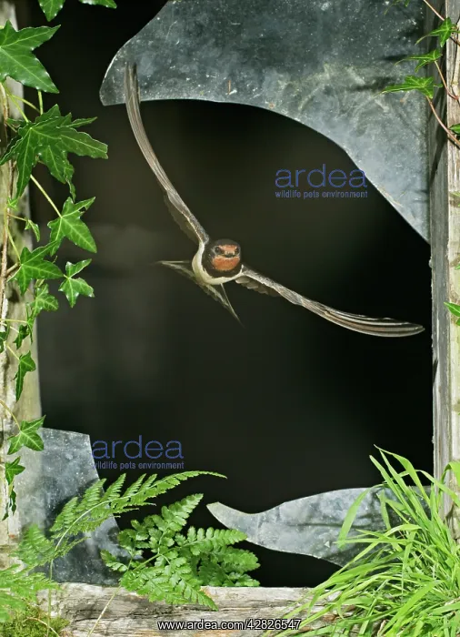 : Swallow / Barn swallow - leaving barn through broken : Swallow / Barn swallow - leaving barn through broken