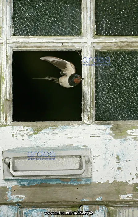: Swallow / Barn swallow - leaving barn through missing : Swallow / Barn swallow - leaving barn through missing