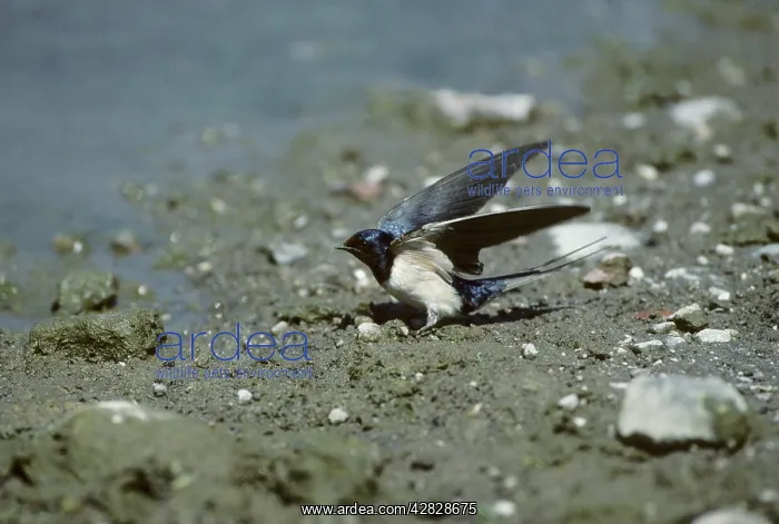 : Swallow - Collecting Mud for Nest : Swallow - Collecting Mud for Nest